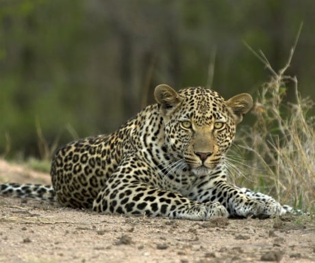 10-luangwa-leopards