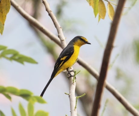 birding-in-thattekad-experience-travel-group-south-india-resized