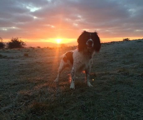 george-at-sunrise