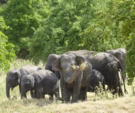 wasgamuwa-national-park-experience-travel-group-sri-lanka-elephants-resized