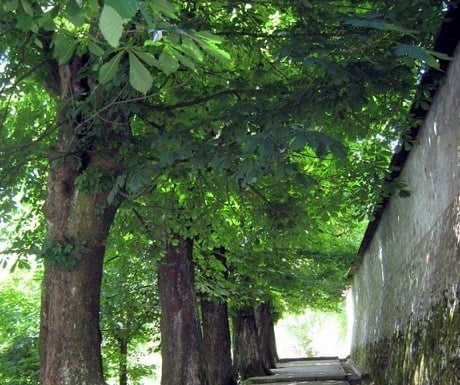 5 superb experiences in Skofja Loka, Slovenia, shaded lane to Loka castle