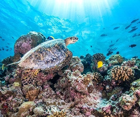 Jumeirah Vittaveli Turtle Underwater