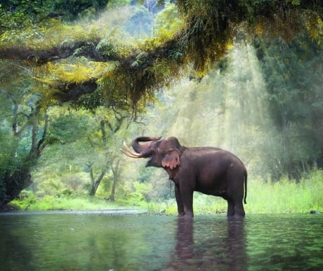 Elephant in the wild