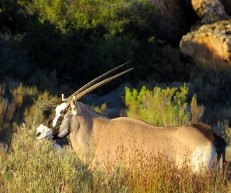 Kagga Kamma, gemsbuck