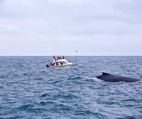 Salinas Whale Watching