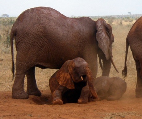 tsavo east elephants