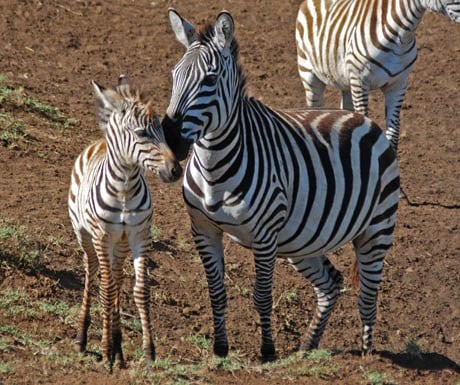 Baby zebra in Ngorongoro