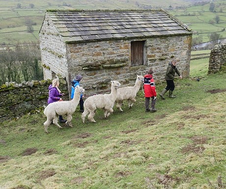 Hazel Brow alpaca trekking