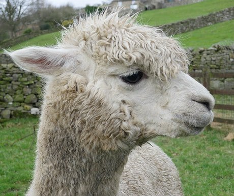 Hazel Brow alpaca