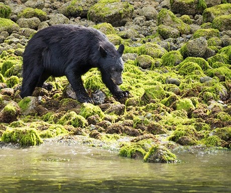 P17---Change-top-right-image-for-this---Bear-in-Tofino