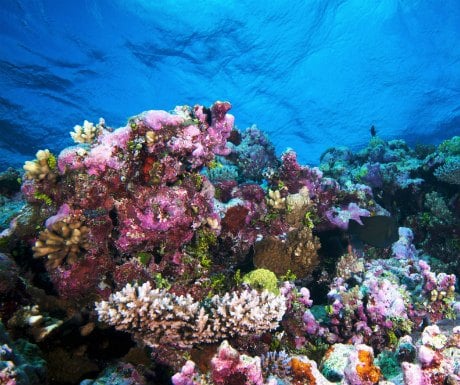 Sulawesi Coral Reef