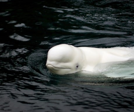 Beluga Whale