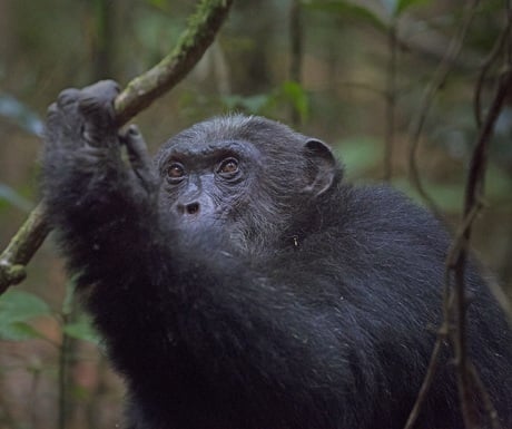 Chimpanzee Mahale Mountains