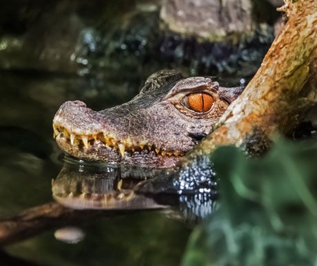 Crocodile