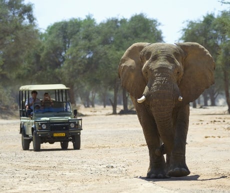 Desert elephants