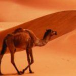 Dubai desert safari-1