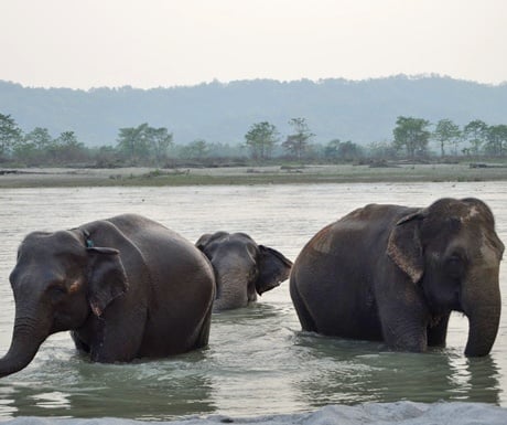 Elephants Nepal