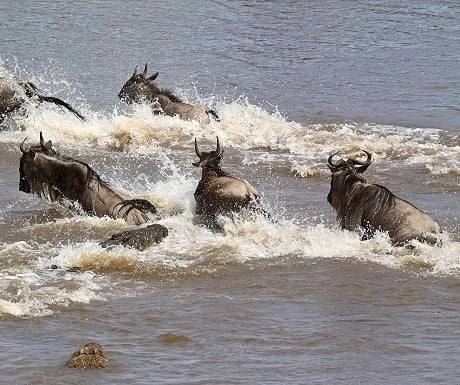 Masai Mara Migration