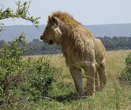 Nairobi National Park