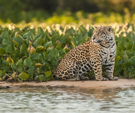 Pantanal Jaguar