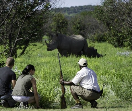 Rhino trekking