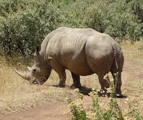Rhino