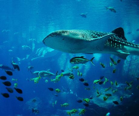 Whale-Shark