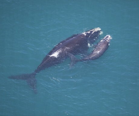 Whales South Africa