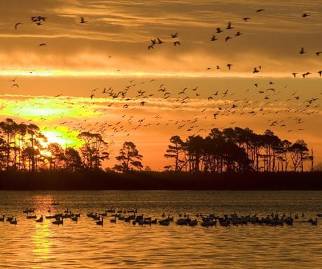 Top 7 destinations to see wildlife in its natural habitat - A Luxury Travel Blog : A Luxury Travel Blog Top 7 destinations to see wildlife in its natural habitat - A Luxury Travel Blog : A Luxury Travel Blog