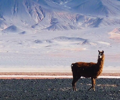 Discover the 'camels of the New World' - A Luxury Travel Blog : A ...