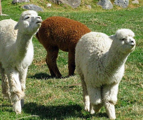 3 Alpacas