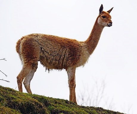 4 Vicunas