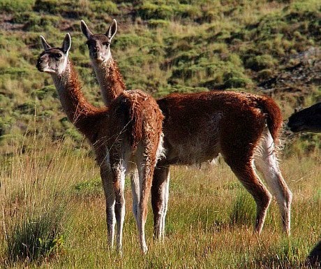 5 Guanaco