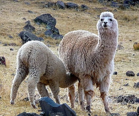 6 Camelid