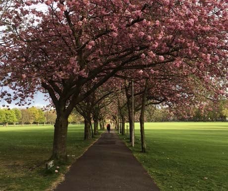 Edinburgh Meadows_460x385