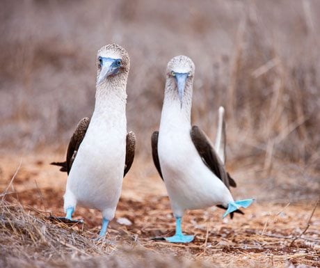 Galapagos