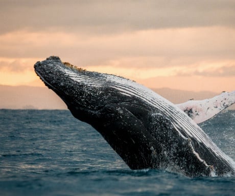 Gray Whale