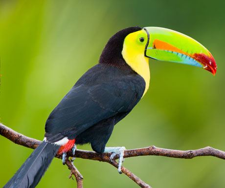 Toucan