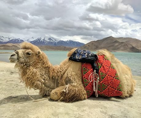 Camel at Karakul Lake, China