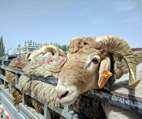 Kashgar Livestock Market