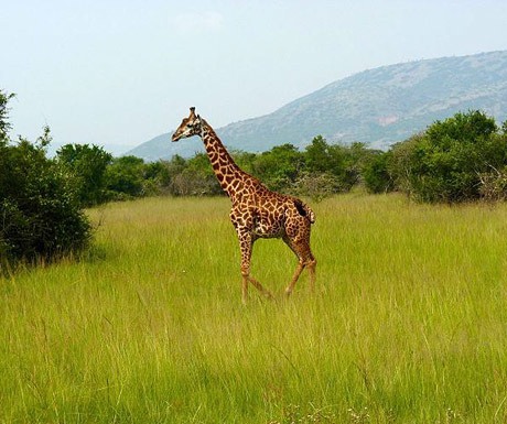 Destinations for your next African safari