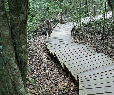 Garden Route, Tsitsikamma, Big Tree walkway