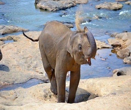 baby elephant