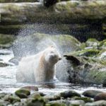 5 of the best places to see wildlife in Canada