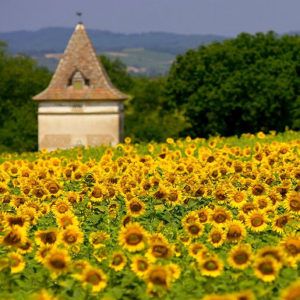 10 reasons why Occitanie may be the new Provence