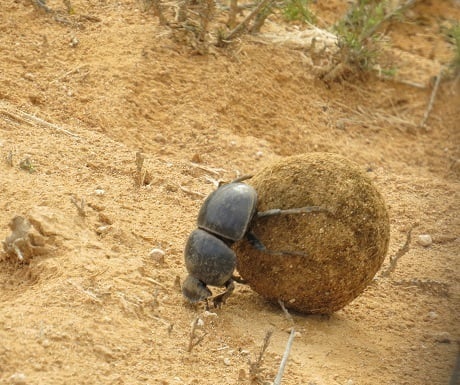 Southern Cape, Addo, dung beetle