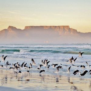 9 highlights you won't want to miss when staying in Cape Town