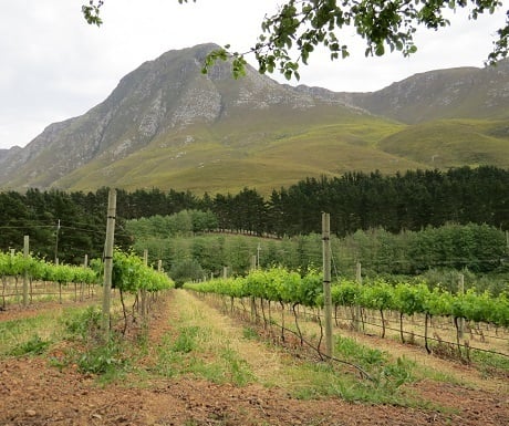 Hemel-en-aarde-wine-estates-vineyards