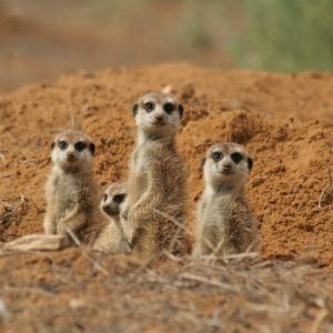 Meerkats aren’t such nice guys... and 12 other Kalahari facts