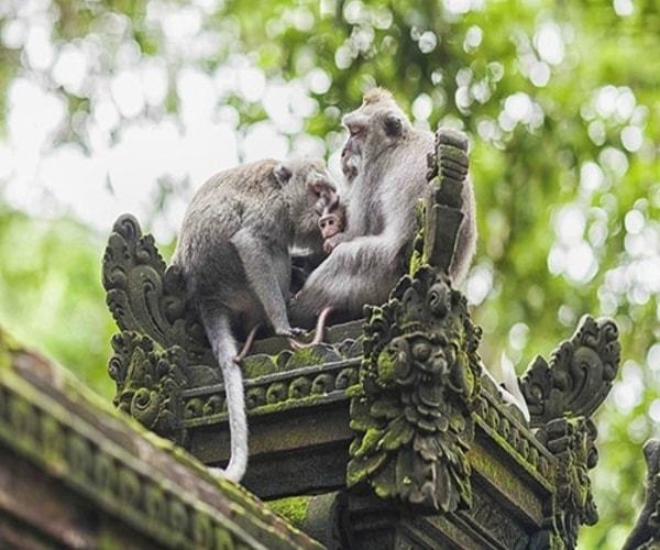 Monkey family in temple